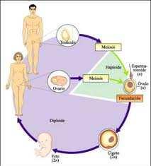 - Cicle diploide o diplont La fecundació es produeix immediatament després de la meiosi, la major part del