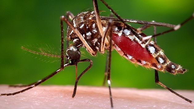 Mosquito Aedes Aegypti vector del dengue Fuente:(https://www.google.com.mx/search?
