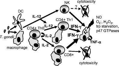 Ac Mecanismos de control del huésped Respuesta inmune adapatativa Respuesta inmune celular principal brazo efector: Lisis de células infectadas Inducir la formación de quistes tisulares.