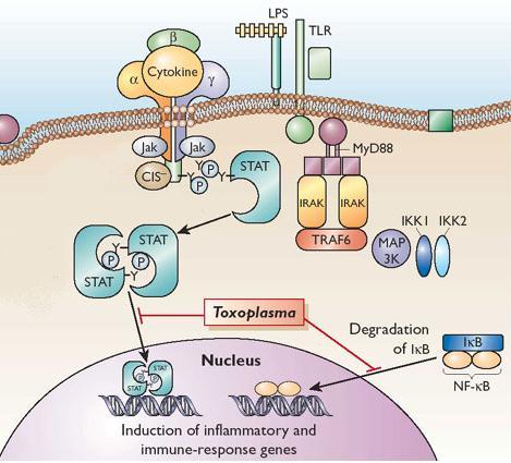 Evasión Respuesta Inmune celular I Estimula la producción de citoquinas antiinflamatorias como IL-10, TGF-β e IFN-α/β. Inhibe la producción de citoquinas inflamatorias como TNF-α e IFN- γ.