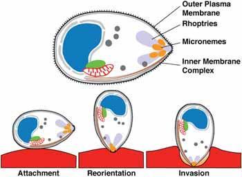 Apicomplexa e invasión celular II Proceso que se inicia con el reconocimiento de la célula a invadir Membrana Externa Roptrias Micronemas Complejo de membrana interno Plasmodium sp.