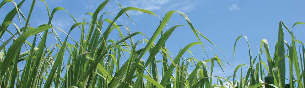 Características decisivas La agroindustria cañera es un sector generador de energía renovable, no contaminante, empleando la biomasa de la caña de azúcar Programas de cogeneración: la agroindustria