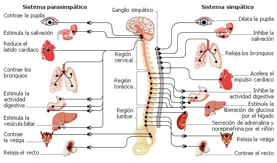 Relación entre la señal cardiaca ECG y la señal respiratoria Tanto la señal de ECG como la señal respiratoria esta regidas por la acción del sistema Nervioso autónomo (SNA) El SNA está dividido en