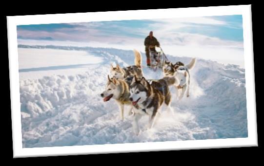 6 Día 4º KUUSAMO Safari de animales árticos: Huskies y Renos Desayuno buffet en el restaurante del Hotel. Hoy realizaremos una visita a una granja de perros huskies.