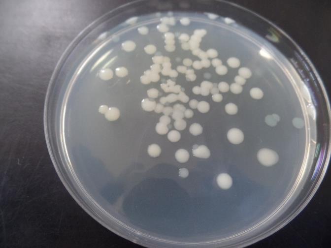 Como evaluar que bacteria (s) puede ser usado o no como probiótico?