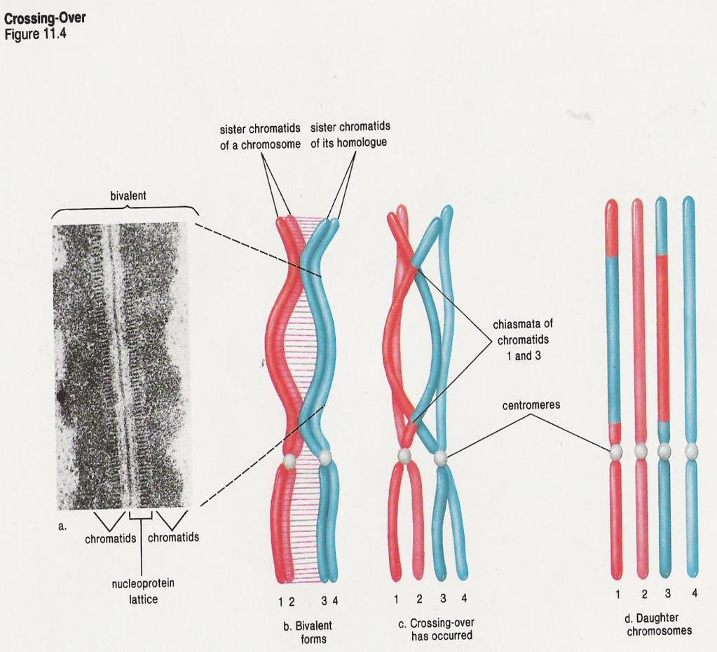 PROFASE I. ETAPAS DE LA MEIOSIS I La cromatina se acorta y se condensa. Cada cromosoma es visible en forma de dos cromátidas unidas por un centrómero. La membrana nuclear y el nucléolo se rompen.