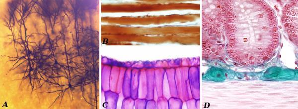 Diversidad Celular A) Neuronas de la corteza cerebral. B) Células musculares esqueléticas vistas longitudinalmente. C) Células vegetales de una hoja.