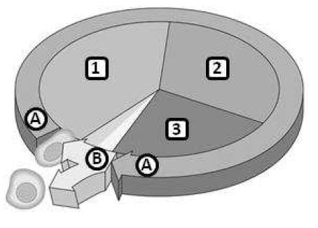1.El esquema adjunto corresponde a la secuencia del ciclo celular. 0,6 total a. Nombra cada una de los periodos, indicados como A y B y 1,2 y 3. 0,2 A B 1 2 3 b. Todas las células llegan a la fase 2?