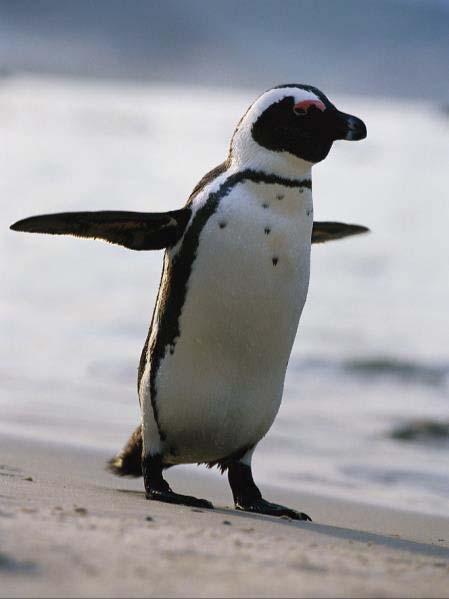 NYS COMMON CORE MATHEMATICS Lección 1 Plantilla 2 7 Pingüino africano El