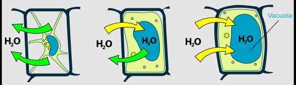 El sistema hidrodinámico suelo-planta-atmosfera, la planta representa un sistema intermedio situado entre una diferencia del potencial del agua del suelo y de la atmosfera.