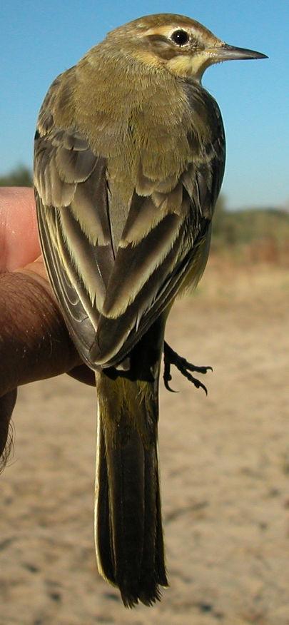 En plumaje nupcial, existe una gran variedad de diseños en la cabeza del macho dado por la existencia de un número elevado de subespecies, siendo el más común el color gris con ceja blanca.