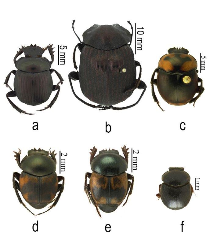 Figura 3: Especies de escarabajos rodadores de la familia Scarabaeidae, subfamilia Scarabaeinae, de la serranía de la Macuira, Guajira, Colombia: a) Malagoniella astyanax Olivier 1789, b) Deltochilum