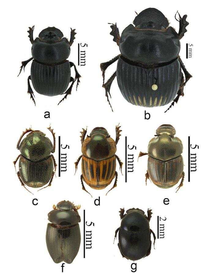 Curva de acumulación de especies de escarabajos Scarabaeinae (Scarabaeidae), con base en el método no lineal de Clench, de la serranía de la Macuira, Guajira, Colombia. Figura 6.