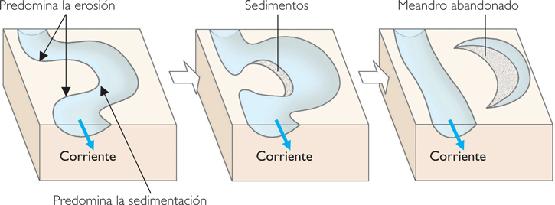 La fuerza erosiva se concentra en la parte externa (convexa) del cauce donde la energía del caudal es máxima al