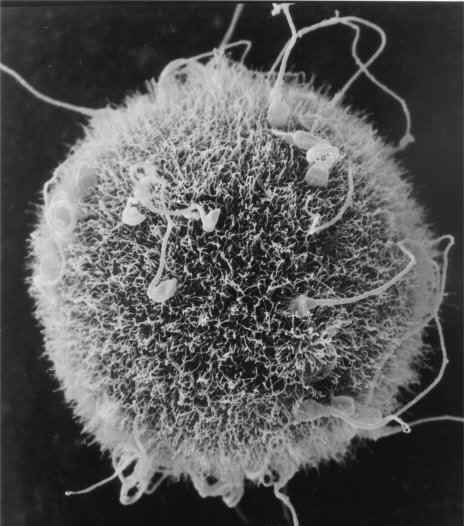 Todas las células madres germinales están destinadas a la formación de gametos (óvulos y