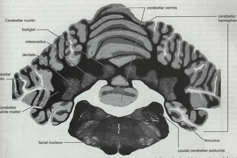 Cerebelo - Corteza: 3 estratos celulares - Médula: Fibras
