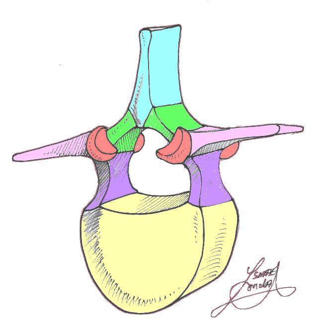 Osteología columna vertebral Vértebra tipo. P. Espinoso P.