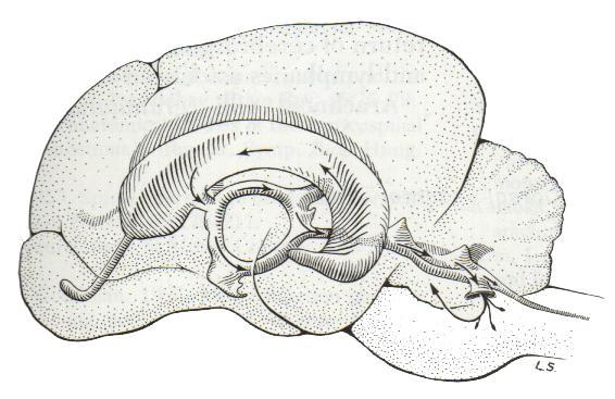 Sistema ventricular encefálico y líquido cerebro espinal Ventrículos laterales Acueducto