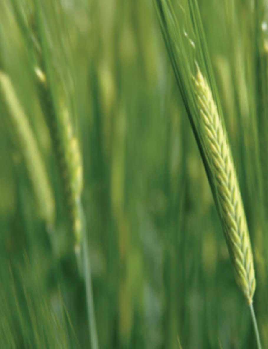 Fertilización nitrogenada de trigo y otros cereales de invierno Criterios de manejo para incrementar su eficiencia.