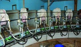 Datos disponibles Producción - leche Registro Lechero (Valacta / CanWest DHI) 1986 2013 66,789 cabras evaluadas en producción 11,825