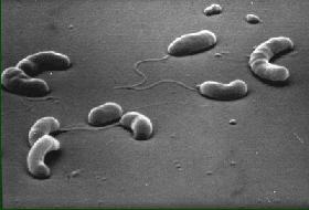 El Vibrio cholerae Bacilo curvo Gram Negativo Móvil, flagelo polar Prolifera en el ambiente en agua dulce y salada Familia Vibronaceae 139 serotipos
