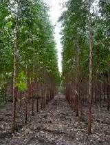Consideraciones metodológicas: ACV cultivo El escenario forestal bajo estudio considera 1 ha de cultivo de E.