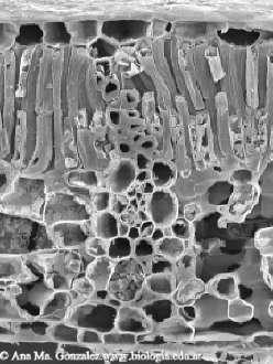 El parénquima en empalizada tiene células prismáticas con muchos cloroplastos. Se encuentran colocadas a modo de empalizada, es decir, unas al lado de las otras.