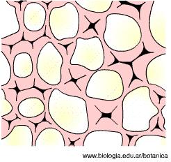 Colénquima Esta formado por un sólo tipo de células vivas alargadas, cuyas paredes, en algunos puntos están reforzadas por celulosa