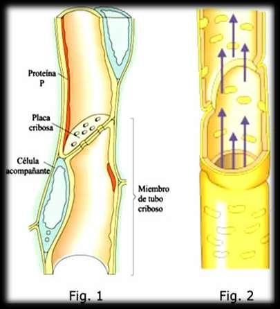 Elementos del Floema: Tubos cribosos Las células que lo constituyen están vivas y son alargadas, se disponen continuándose