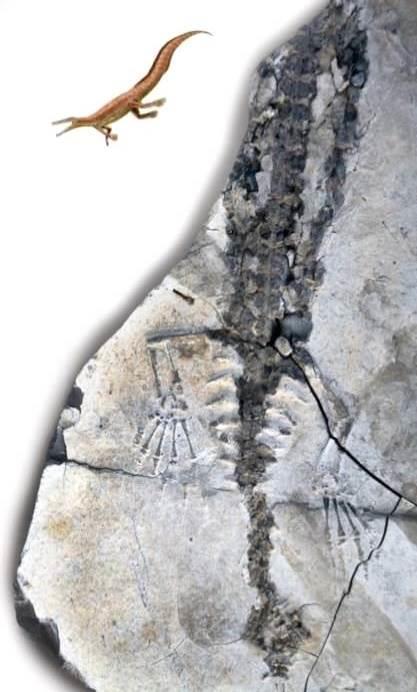 Presencia de fósiles de Mesosaurus brasiliensis, descubierto