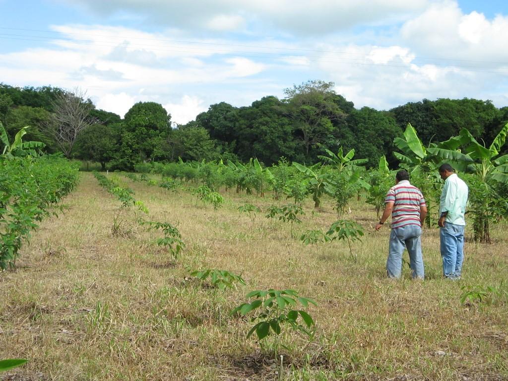 Foto 3 (arriba izquierda) cosecha de maíz para forraje (finca Guadalajara, Yopal, Casanare); Foto 4 (arriba derecha) cultivo de caucho de 4 años de edad asociado con plátano hartón (centro de