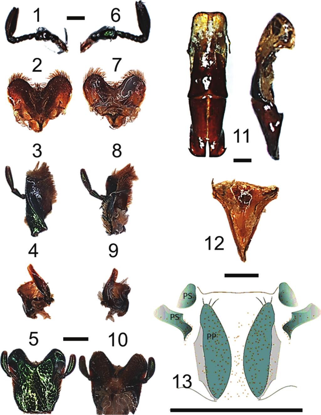 (NUEVA SERIE) 32(3) 2016 Figuras 1-13. Antenas, partes bucales y genitalia de Cotinis mutabilis. 1) antenas (cara externa). 2) labro (cara externa). 3) maxila (cara externa).
