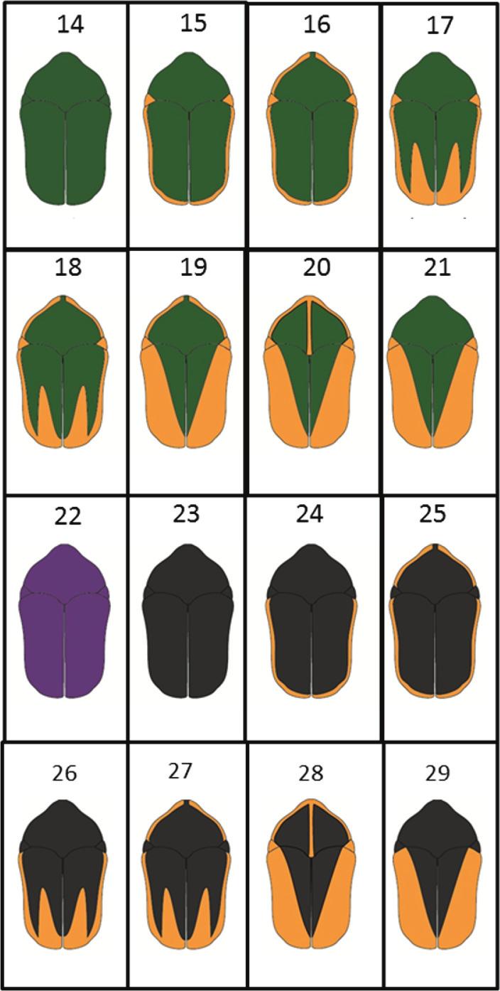 Bitar et al.: Formas cromáticas de Cotinis mutabilis Figuras 14-29. Coloración dorsal de las formas cromáticas de Cotinis mutabilis.