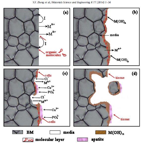 Mecanismos de degradación (a) La Corrosión empieza en la superficie del Mg- (b) Creación de una capa de Mg-hidróxido sobre la superficie.