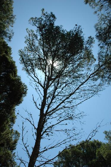 Per què el futur necessita el bosc? Quins són els serveis i els beneficis que els boscos han donat a Menorca al llarg de la història? Quins ens donen actualment?