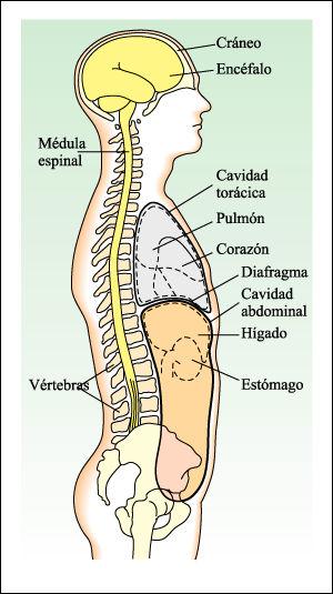 Cavidades dorsal y ventral. Cavidad dorsal Se localiza cerca de la superficie dorsal del cuerpo y tiene dos subdivisiones: la cavidad craneal y el canal vertebral.