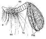 Figura 1. Antena lamelada de Scarabaeidae, Geotrupinae (Athyreus championi ). (es= escapo; fu