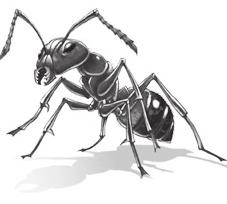 Durante la clase la maestra les pidió a sus alumnos que leyeran correctamente el siguiente texto y que luego contestaran las preguntas. LAS HORMIGAS. Las hormigas son insectos.