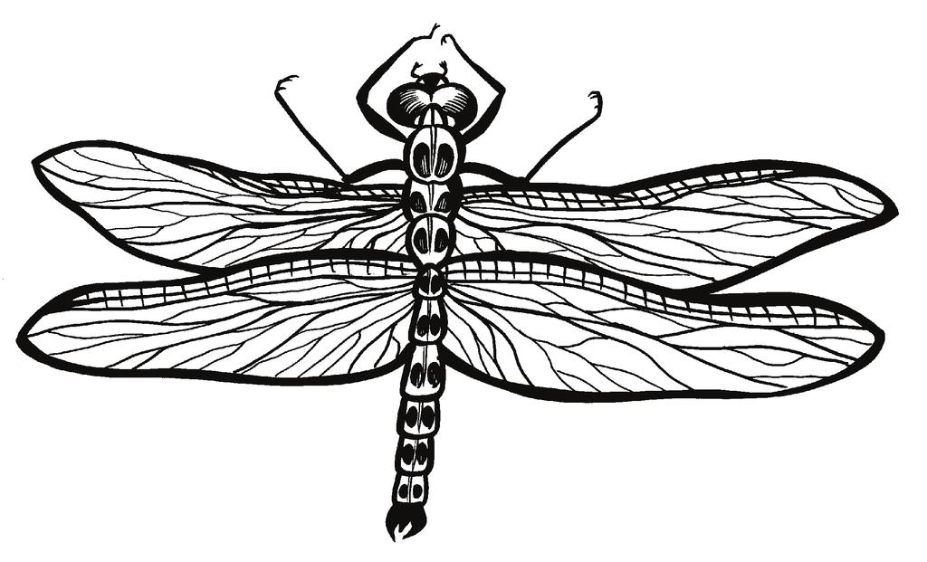 6 Una libélula tiene cuatro alas. Mira la tabla. Cuál es el número total de alas en 3 libélulas?