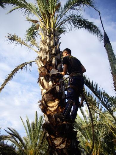 hembras pudieran realizar en la palmera. 2.- Material y métodos.- Para ello, se seleccionaron 13 palmeras de más de 3 m de altura, del huerto propiedad de D.