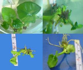 Figura 20. Plantas del cultivar Masaya regeneradas por micropropagación en recipientes de inmersión temporal automatizada. Arriba: con frecuencia de dos inmersiones por día.