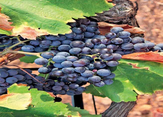 Vino Vino En España, el vino y el mosto representaron en 2010 el 4,6% del valor de la producción vegetal final y el 2,9% de la producción de la rama agraria, porcentajes en ambos casos inferiores a