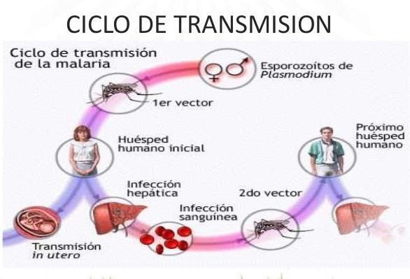 1.1.3. Transmisión (UNICEF), Por lo general, las personas contraen paludismo por la picadura de un mosquito Anopheles hembra infectante.