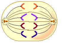 EJERCICIOS Bloque 1. Escoge un tema de los dos propuestos. Tema 1. Acerca de los procesos de división celular. a) El siguiente esquema representa un proceso de división celular.