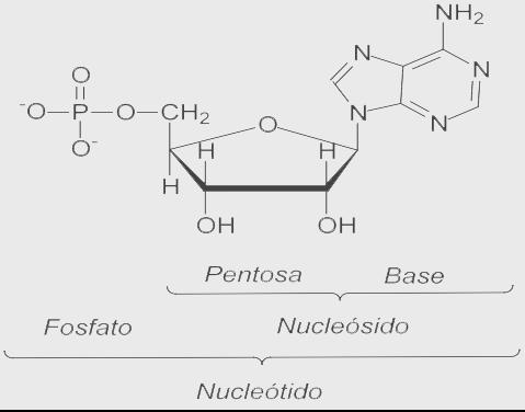 Los nucleo (s)(t) idos desoxirribonucleósidos y ribonucleósidos Ambos existen en cantidades mínimas en la célula, por la hidrólisis química o enzimática.