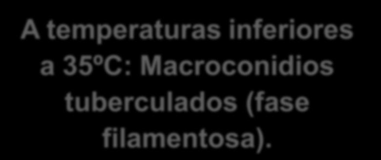 Macroconidios