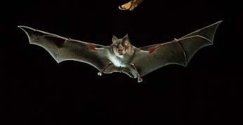 Epidemiología Hábitat: Suelos enriquecidos con excretas de murciélagos y aves Brotes asociados con: - Limpieza de