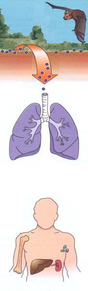 Patogenia Inhalación de esporas Conidios Germinación en tejido pulmonar (fase levaduriforme) Fagocitosis por macrófagos y proliferación