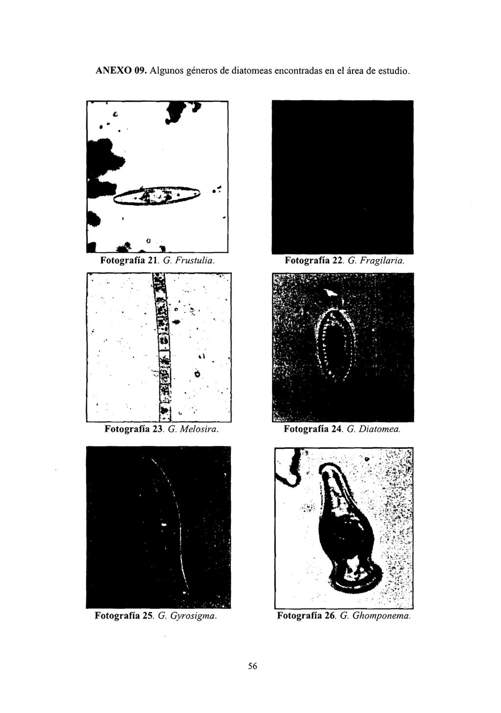 ANEXO 09. Algunos géneros de diatomeas encontradas en el área de estudio. ~ Fotografía 21. G. Frustulia. Fotografía 22. G. Fragilaria.