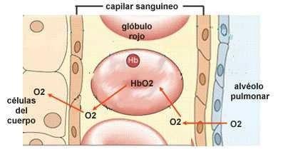 Membranas biológicas: células y epitelios Una membrana permeable puede permitir el paso
